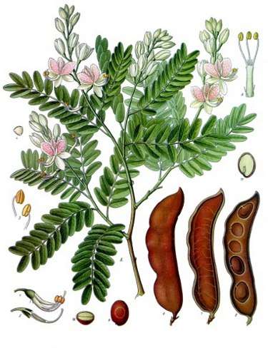 画像著作権: Franz Eugen Köhler, Köhler's Medizinal-Pflanzen
ライセンス: Public Domain
ソース:http://commons.wikimedia.org/wiki/ファイル:Koeh-134.jpg コンタクト-画像